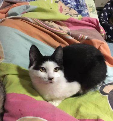 探究猫咪十岁消瘦原因(以宠物为主)