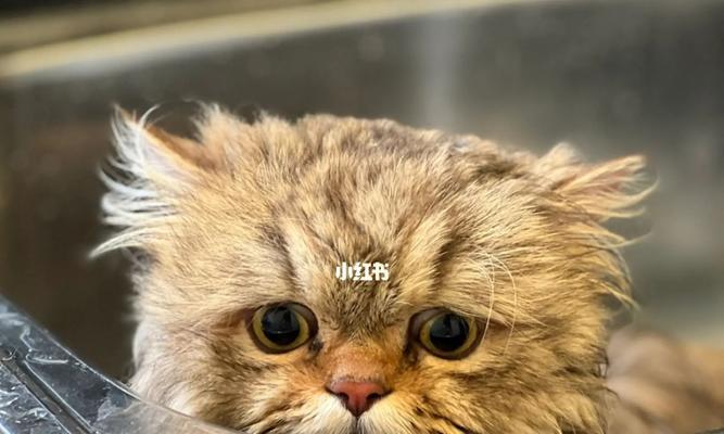 宠物猫咪洗澡的时间(猫咪洗澡需要注意的事项)
