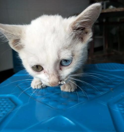 蓝色眼睛的猫咪——天生的优雅与神秘（揭秘蓝眼猫咪的性格特点与饲养技巧）