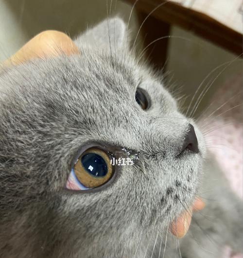 宠物猫咪手术后发炎怎么办(从预防到治疗)