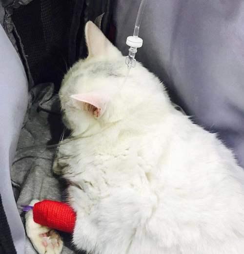 猫咪受伤了，怎么办（以宠物为主）