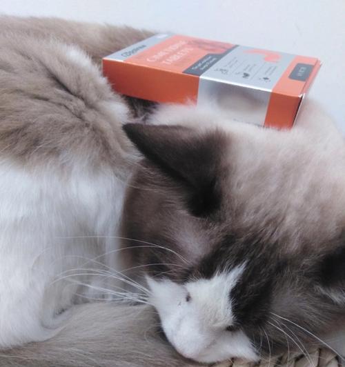 猫咪为什么会吐不出来(探寻猫咪呕吐的原因及处理方法)