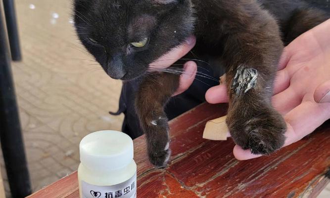 猫咪腿肿了流血怎么办(宠物的常见伤害处理方法)