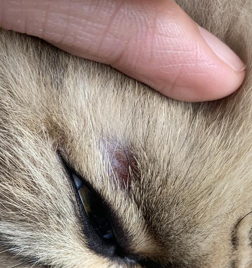 猫咪下眼帘水肿的原因与治疗方法详解