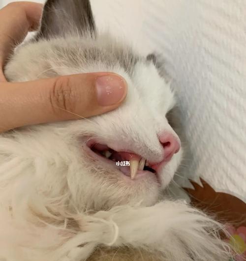 猫咪牙齿掉了吃什么药好（宠物饮食要注意）