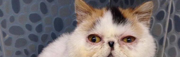 猫咪眼上毛掉了怎么办(猫咪眼部卫生保健和护理技巧)