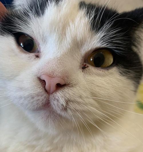 如何清理猫咪眼屎(掌握正确方法)