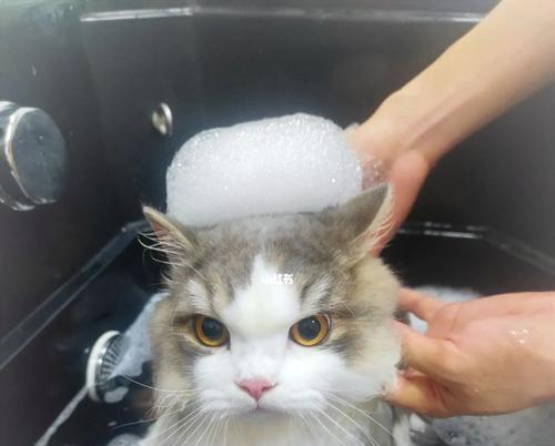 猫咪洗澡的正确姿势（如何选择合适的时间、频率和方式让宠物猫咪洗澡）
