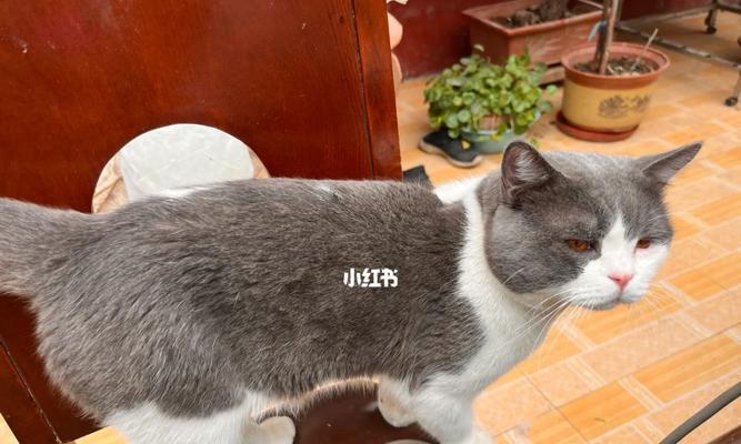 猫咪拉屎的秘密(宠物猫咪的大小便之道)