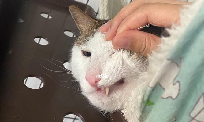 猫咪牙齿发黄的原因与解决方法（掌握这些技巧）