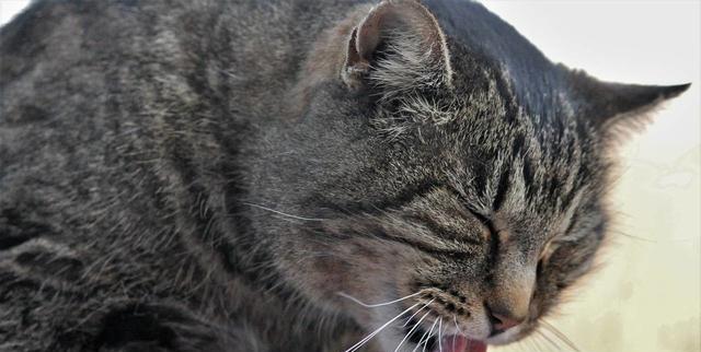 猫咪为何喜欢舔爪子和嘴巴（揭秘猫咪舔爪子和嘴巴的原因与危害）