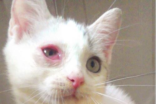 猫咪眼睛红肿流脓的原因和解决方法（爱宠主人必看）