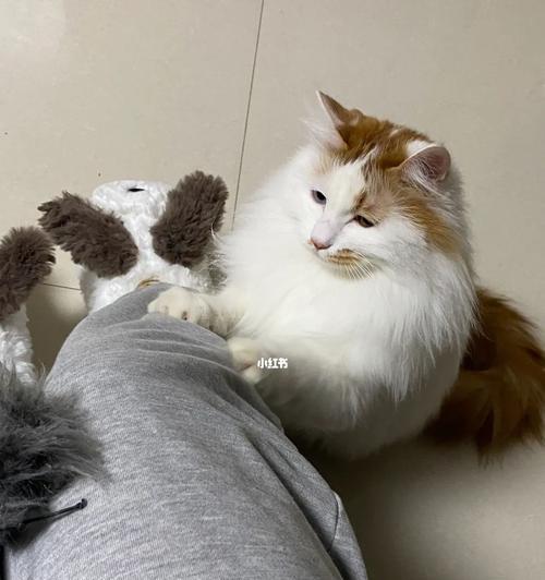 宠物猫咪右后腿瘸了怎么办(详细解读猫咪瘸腿的原因和治疗方法)