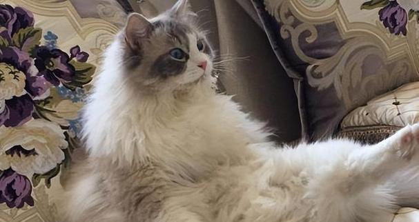 从头到脚,如何为宠物猫进行毛发护理(全面指南)