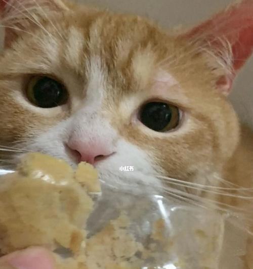 猫咪为何偏偏喜欢在厨房拉屎(探究猫咪选择厨房的原因与解决方法)