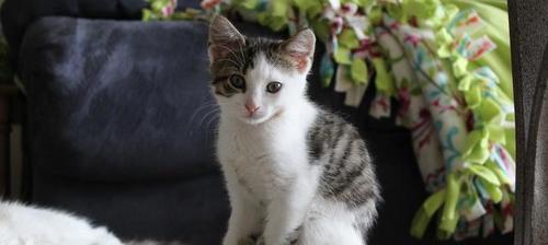 猫咪月子饮食指南(以宠物为主)