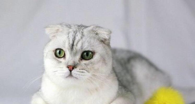 美短银斑猫价格揭秘(从品种)