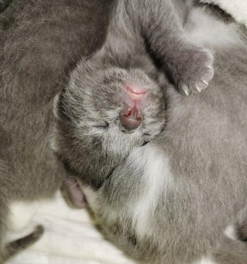 母猫抚养他人小猫的故事(以母爱为纽带)