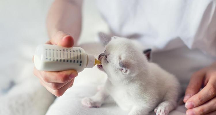 小猫没奶怎么办(如何给小猫喂养奶粉)