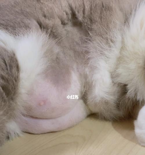 母猫生小猫公猫怎么办（宠物母猫要生产了怎么办）