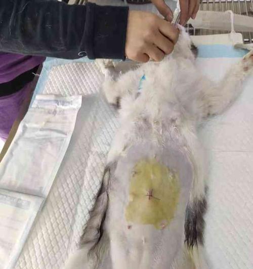 关于母猫绝育的时机(如何为宠物猫提供更好的健康保障)