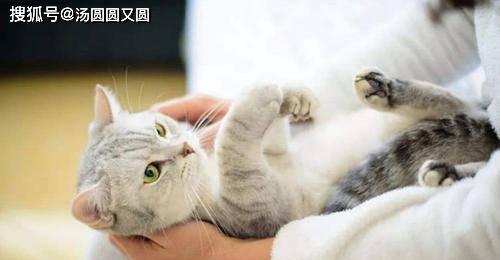 母猫一次喂养几只小猫（探究母猫喂养能力及科学养猫方法）