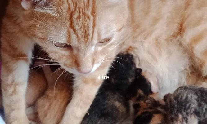 母猫舔小猫的重要性（一只母猫的爱与责任）