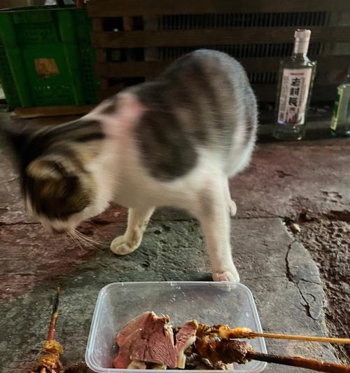 如何为宠物猫烹制美味的牛肉（以营养为基础）