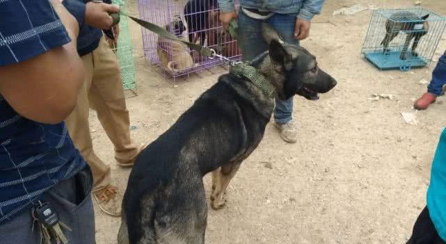 昆明犬被撞宠物车祸赔偿指南(汽车撞击昆明犬)