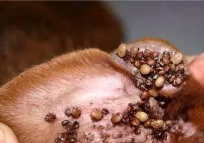 犬巴贝斯虫病治疗全指南(宠物健康必知)