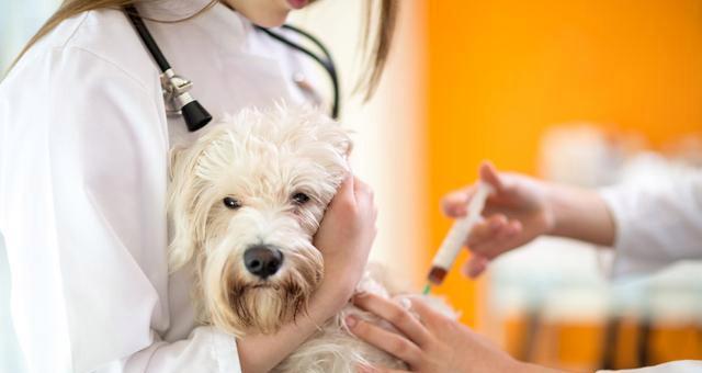 犬瘟热引发的耳朵出疹子，如何有效预防和治疗（宠物犬耳朵疹子的成因）