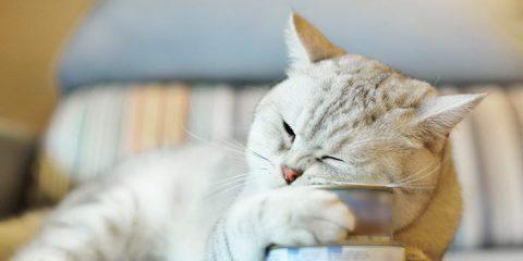 VB程序能否适用于猫咪的饮食管理（探究VB程序在宠物领域的应用及其限制）