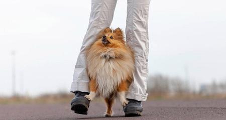如何训练宠物狗狗站起来走（从基本训练到高级技巧）