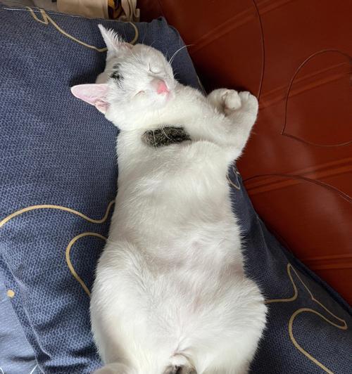 三个月大的猫咪为何能睡成这样（探究猫咪睡眠习惯）