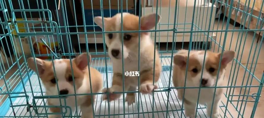 上海宠物救助站等你来领养小狗（让爱心成为你的力量）
