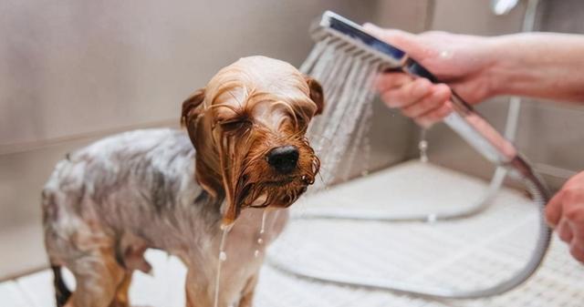 小狗洗澡的正确时间与方法（让你的宠物健康幸福）