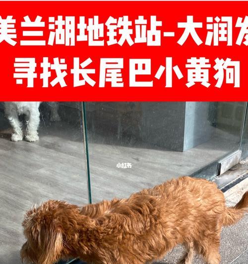 狗狗为什么会没有尾巴(以何种狗狗出生就没有尾巴)