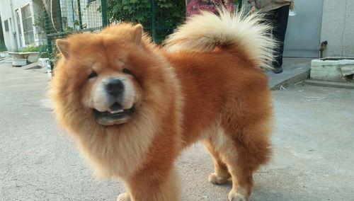 松狮能和哪些犬种配种(探究松狮的交配可能性及其影响)