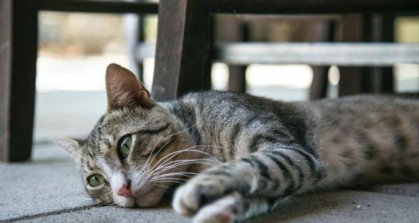 「猫咪的名字与图片」(「可爱的宠物猫咪)