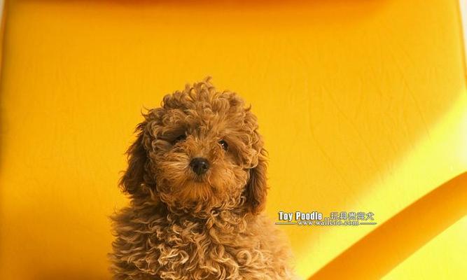 贵宾犬皮肤黑化原因解析（引发黑化的病因、预防与治疗方案）