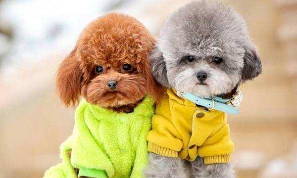 贵宾犬一岁喂多少颗狗粮(以宠物为主)