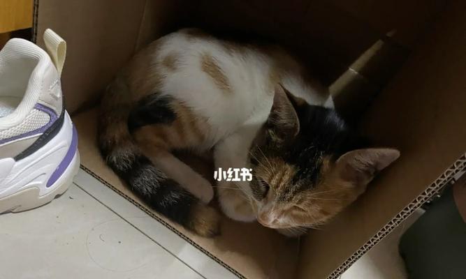 家里养猫有跳蚤(如何清除家中跳蚤)