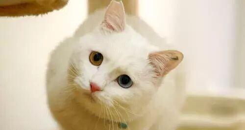 家养猫咪有狂犬病毒吗(真相揭秘)