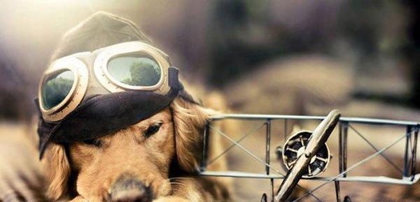 如何科学合理地给金毛犬下完狗提供营养（以宠物健康为重点）