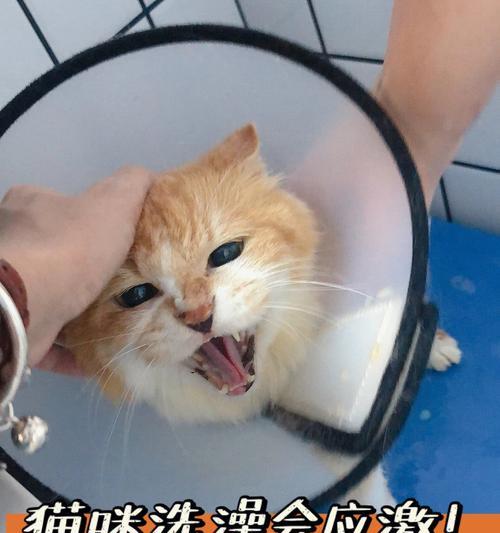 小猫洗澡指南(两个月大的小猫也需要洗澡吗)