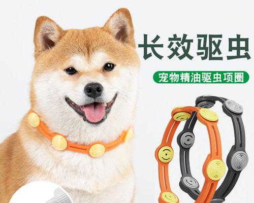 如何清除两个月小狗身上的虱子(宠物的健康需要我们的关注)