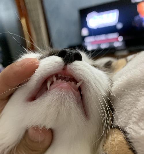 猫为何用牙齿刮自己（探究猫咪的自我保养习惯与健康）