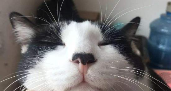 宠物猫咪发烧鼻子湿的原因（探究猫咪的生理特征及常见疾病）