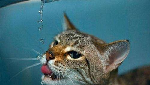 猫咪喝水吐黄水的原因与应对方法（宠物健康必须知道的常见病症解析）