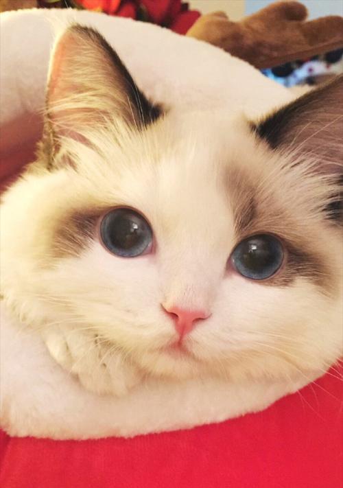 猫咪身后的红色血块,你需要知道的一切(揭开猫咪隐秘的健康问题)